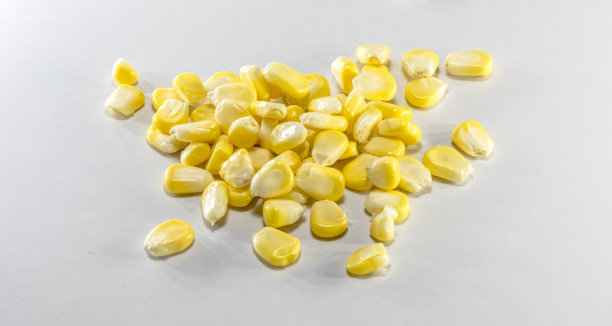 白色背景上的新鲜玉米图片下载