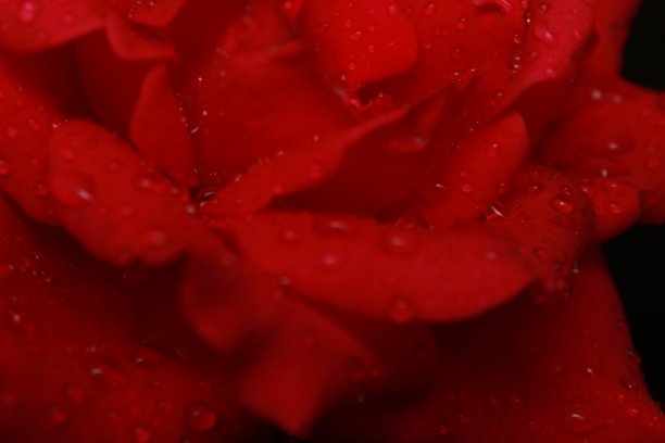 红色玫瑰图片下载