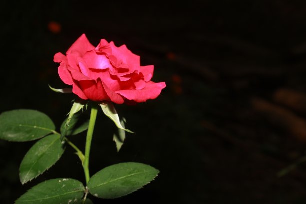 红色玫瑰图片下载