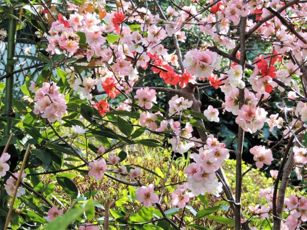 多颜色的樱花。同样的树，不同的颜色。图片下载