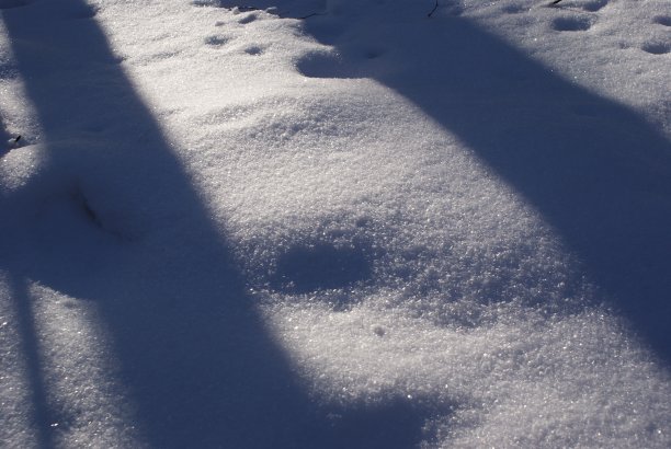 雪在阳光下覆盖着树影图片下载