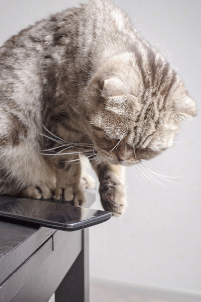 猫要把手机从桌子上扔下去，随意地放在桌子边缘，很危险图片下载