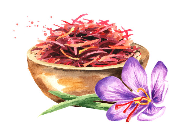 干藏红花香料木碗和一朵花。水彩手绘插图，孤立的白色背景图片下载