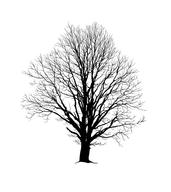 没有叶子的橡树真实剪影图片下载