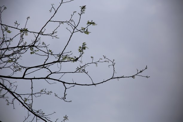 细细的枝叶剪影，雨前，映衬着灰色的天空图片下载
