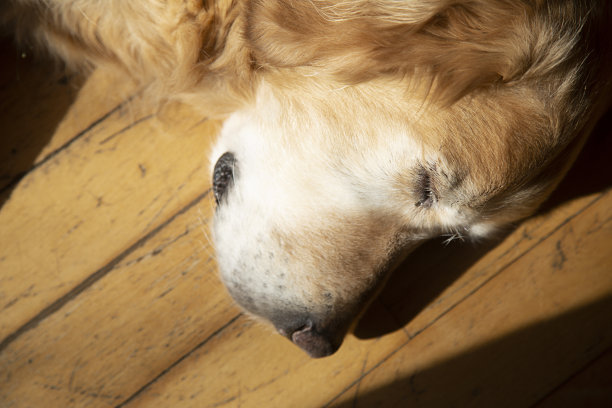 金毛猎犬睡觉图片下载