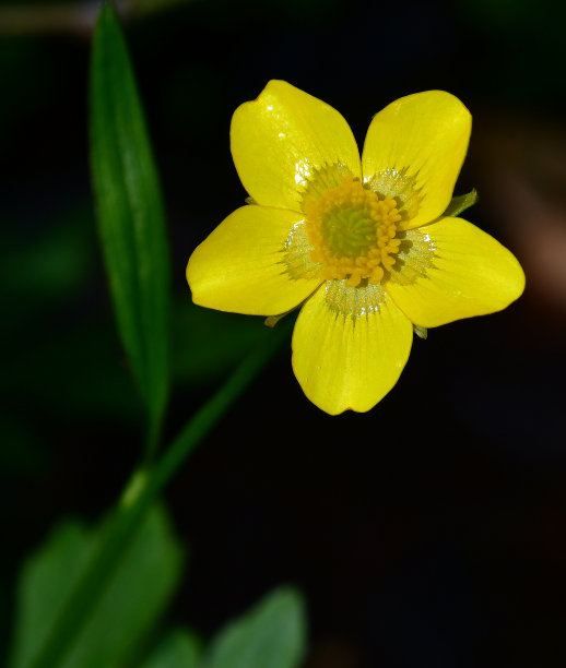 毛茛属植物图片下载