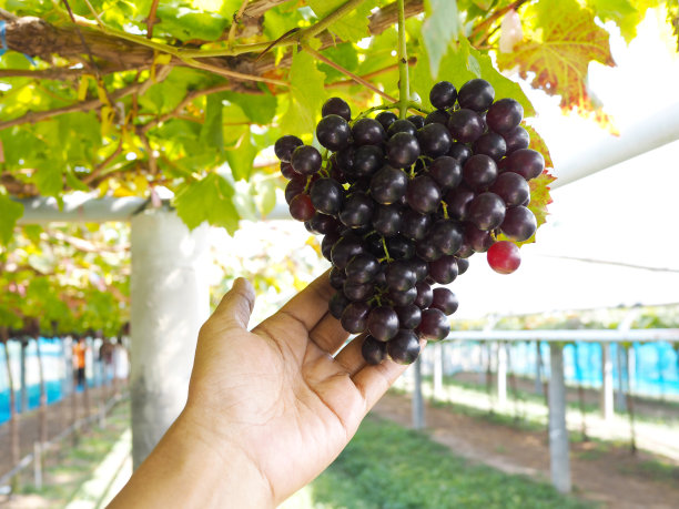 手里拿着一串鲜红的葡萄图片下载