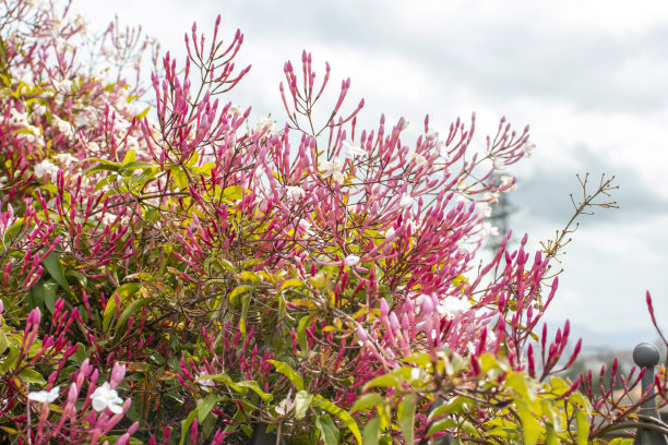 粉红色花的金属栅栏图片下载