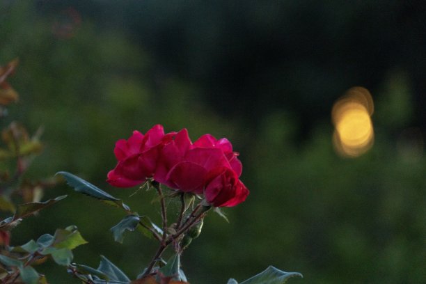 灌木丛中的玫瑰图片下载