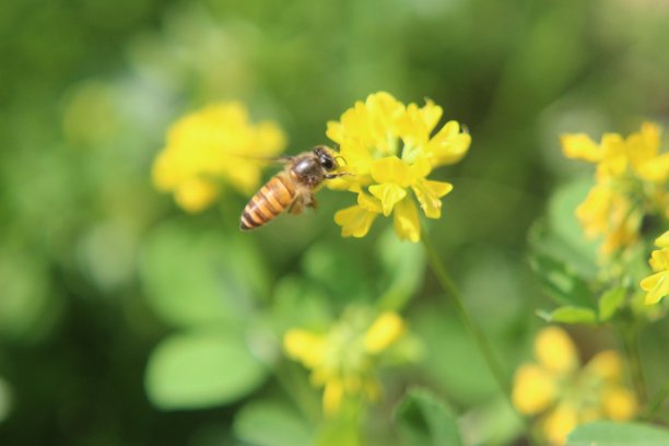 黄色胡芦巴花上的蜜蜂。图片下载