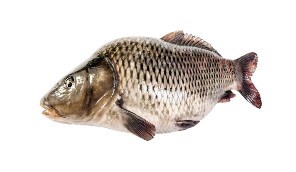 鲤鱼鱼隔离图片下载