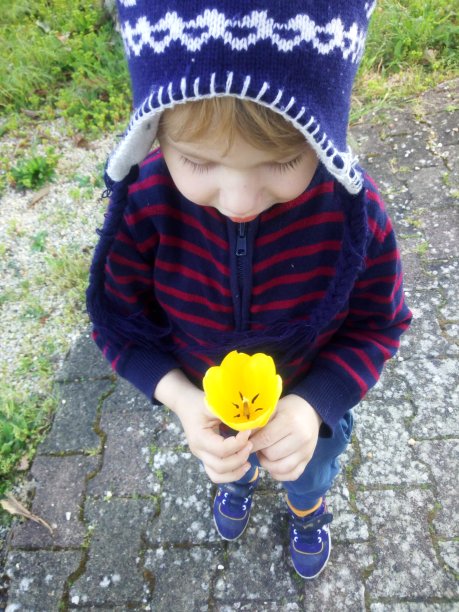 春天里，一个戴着帽子的小男孩在看一朵美丽的黄色郁金香图片下载