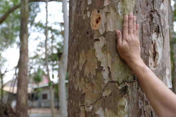 手牵着树干图片下载