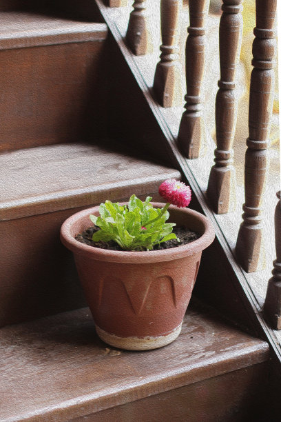 粉红色的花图片下载