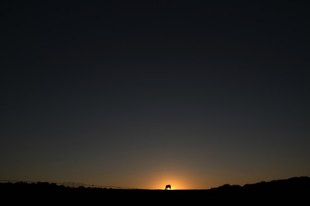 地平线上的马图片下载