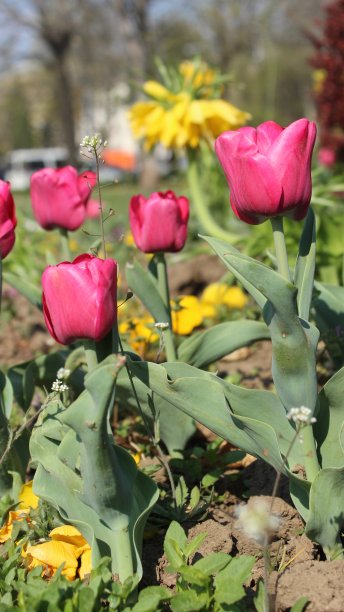 郁金香花图片下载