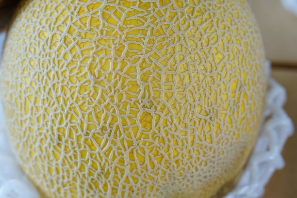 一个西瓜，注重皮肤的质地图片下载