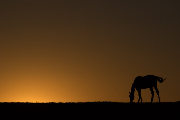 地平线上的马图片下载
