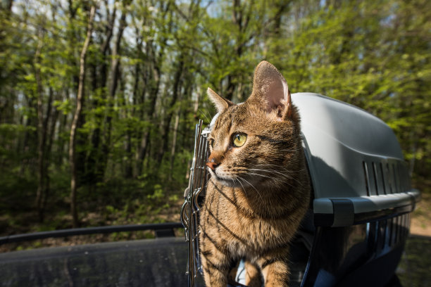 年轻的家条纹猫看着森林景观。图片下载