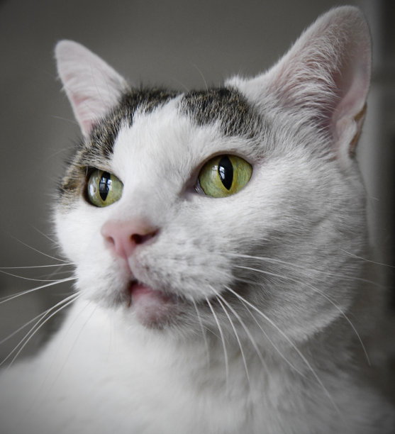 猫的眼睛图片下载