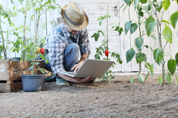 男人在菜园里用笔记本电脑、上网园艺设备搜索和照料植物为生长理念图片下载