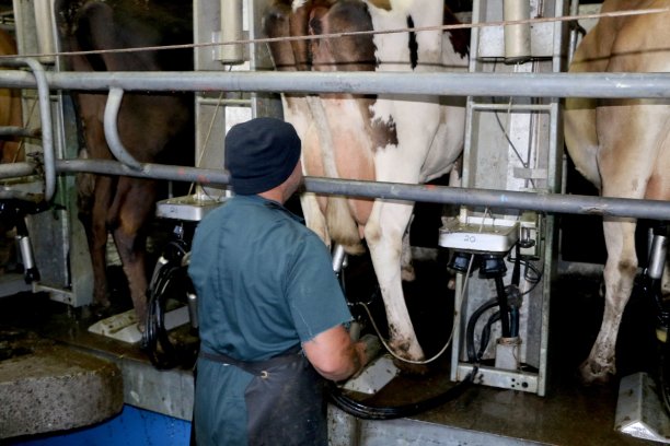 挤奶的牛图片下载