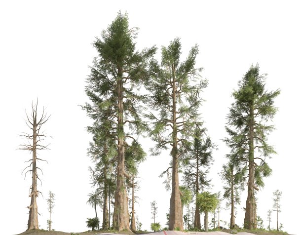 中生代森林孤立白底3D插图图片下载