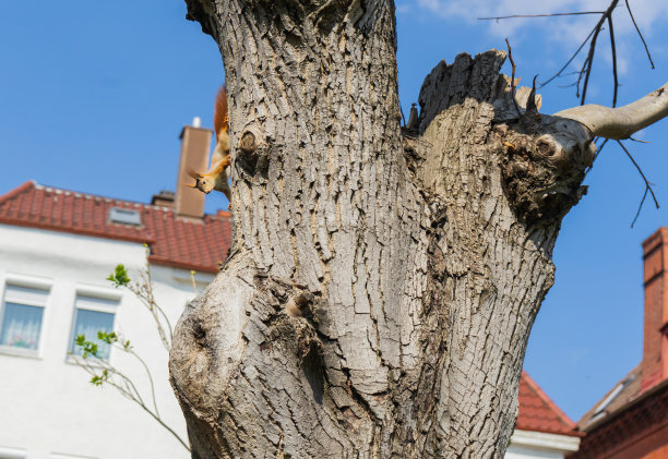 树上的松鼠图片下载