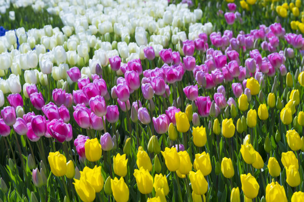 伊斯坦布尔的郁金香季节，阿联酋公园图片下载