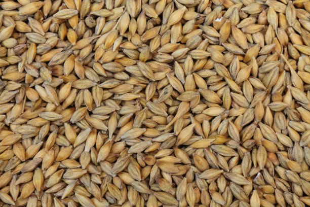 特写大麦粒图片下载