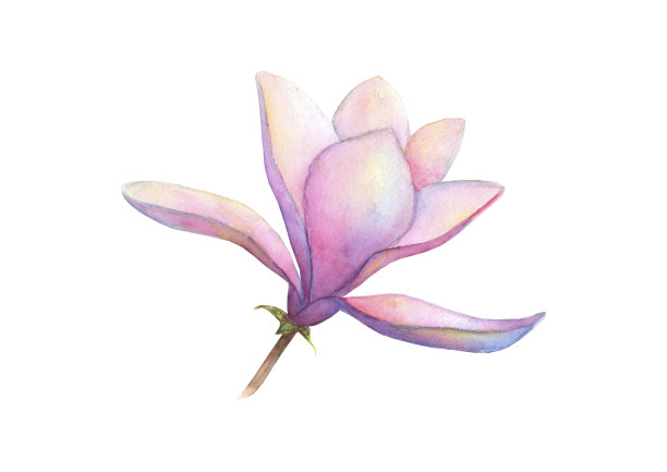 水彩美丽的木兰花孤立在白色的背景。春天优雅的植物插画水彩画图片下载