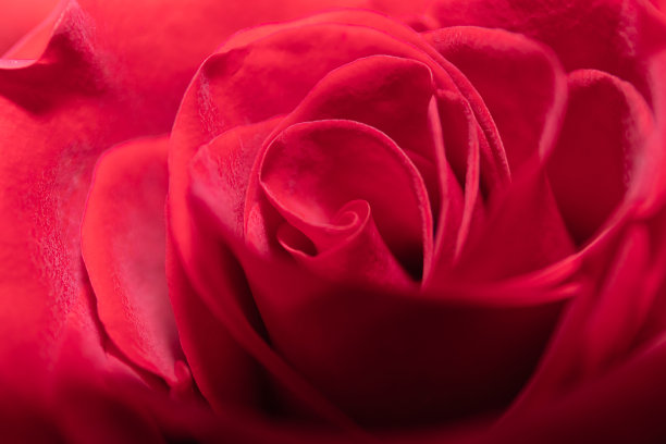 玫瑰花瓣的特写镜头。红玫瑰的微距照片。玫瑰花瓣丝绒质地。图片下载