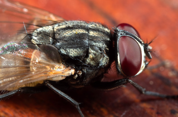 家蝇在木地板上的微距照片图片下载