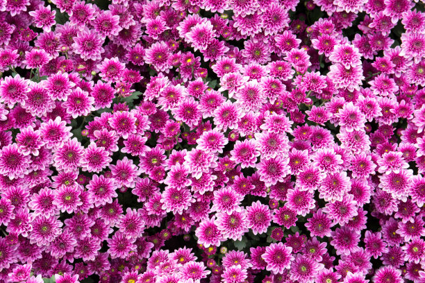 菊花在花园里盛开。紫色花朵的背景图片下载