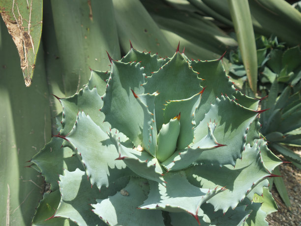多汁植物背景图片下载