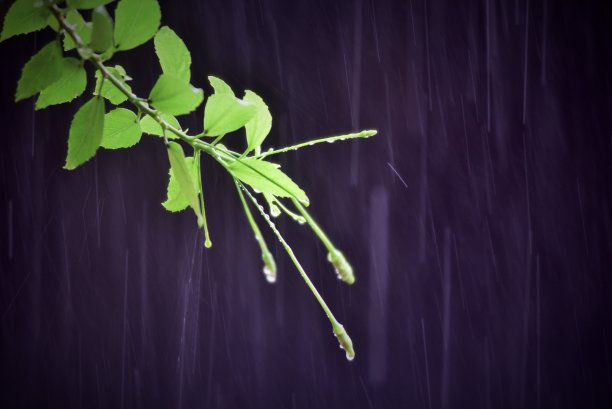 木槿分支图片下载