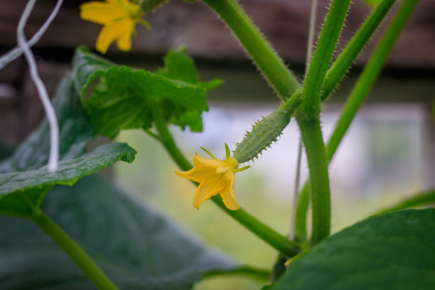 黄瓜在温室里成熟。家里的收成。在温室里收获。自制的蔬菜。温室里的黄瓜。图片下载