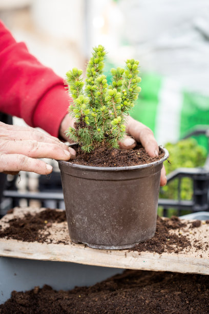 农民盆栽植物图片下载