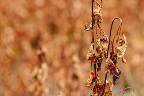 龟裂的泥土和枯死的植物图片下载