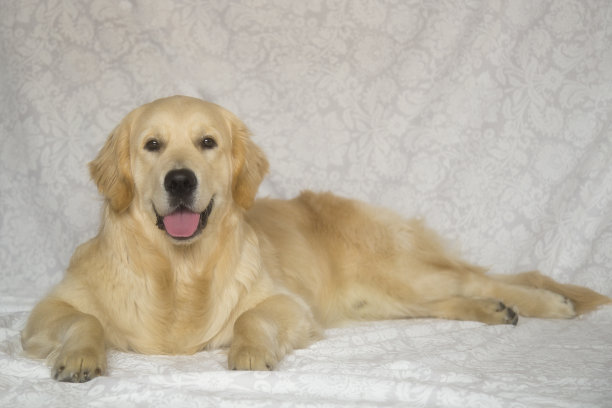 狗的肖像。金毛猎犬。图片下载