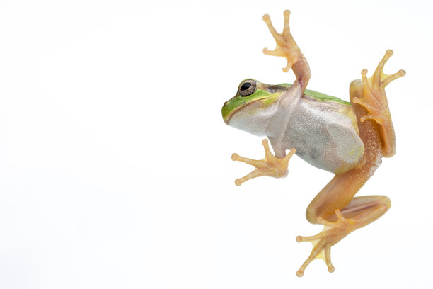 日本树蛙。图片下载