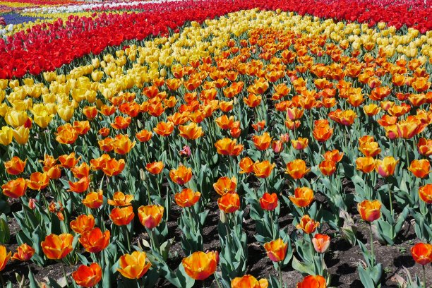 日本的郁金香花园图片下载