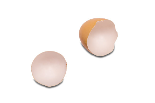 蛋壳上的白色背景。图片下载