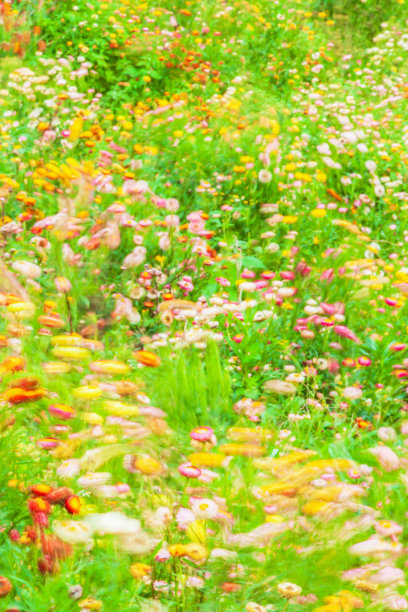 盛开的雏菊在风中摇摆的运动模糊。图片下载