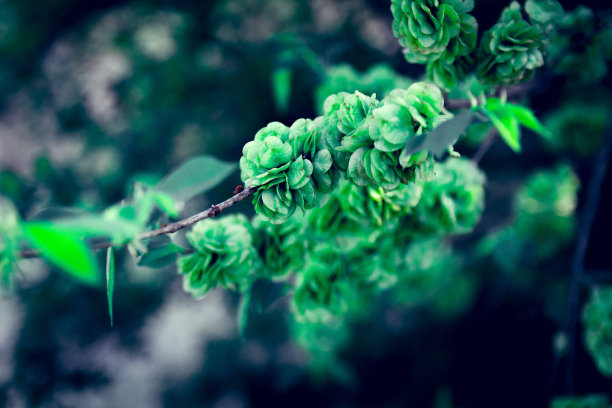 春天绿色的叶子图片下载