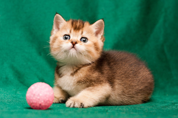 美丽的英国小黑猫嘀嗒色躺在镜头前图片下载