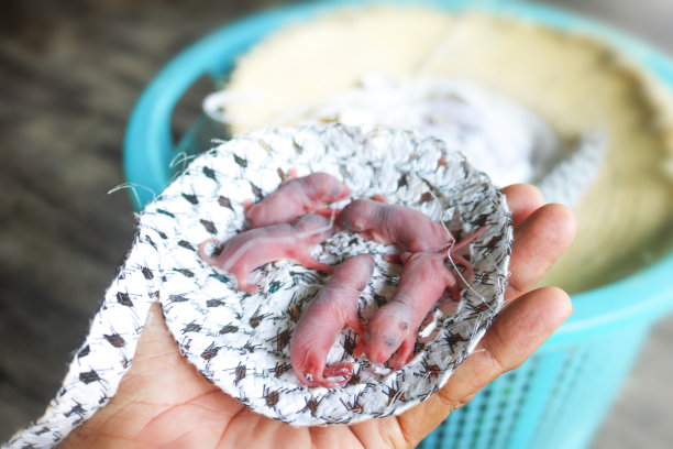 小老鼠或刚出生的小老鼠睡在手里。图片下载