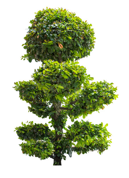 绿色灌木，热带树孤立在白色背景上。图片下载