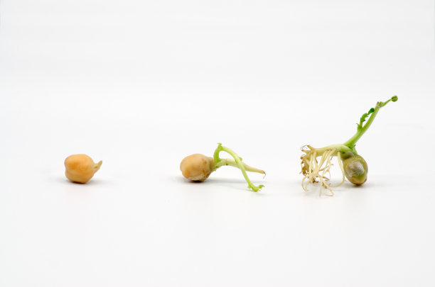 白底鹰嘴豆芽的生长与发育图片下载